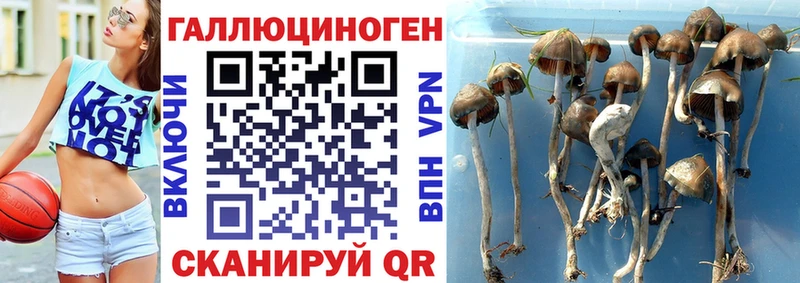 Галлюциногенные грибы Psilocybe Томари